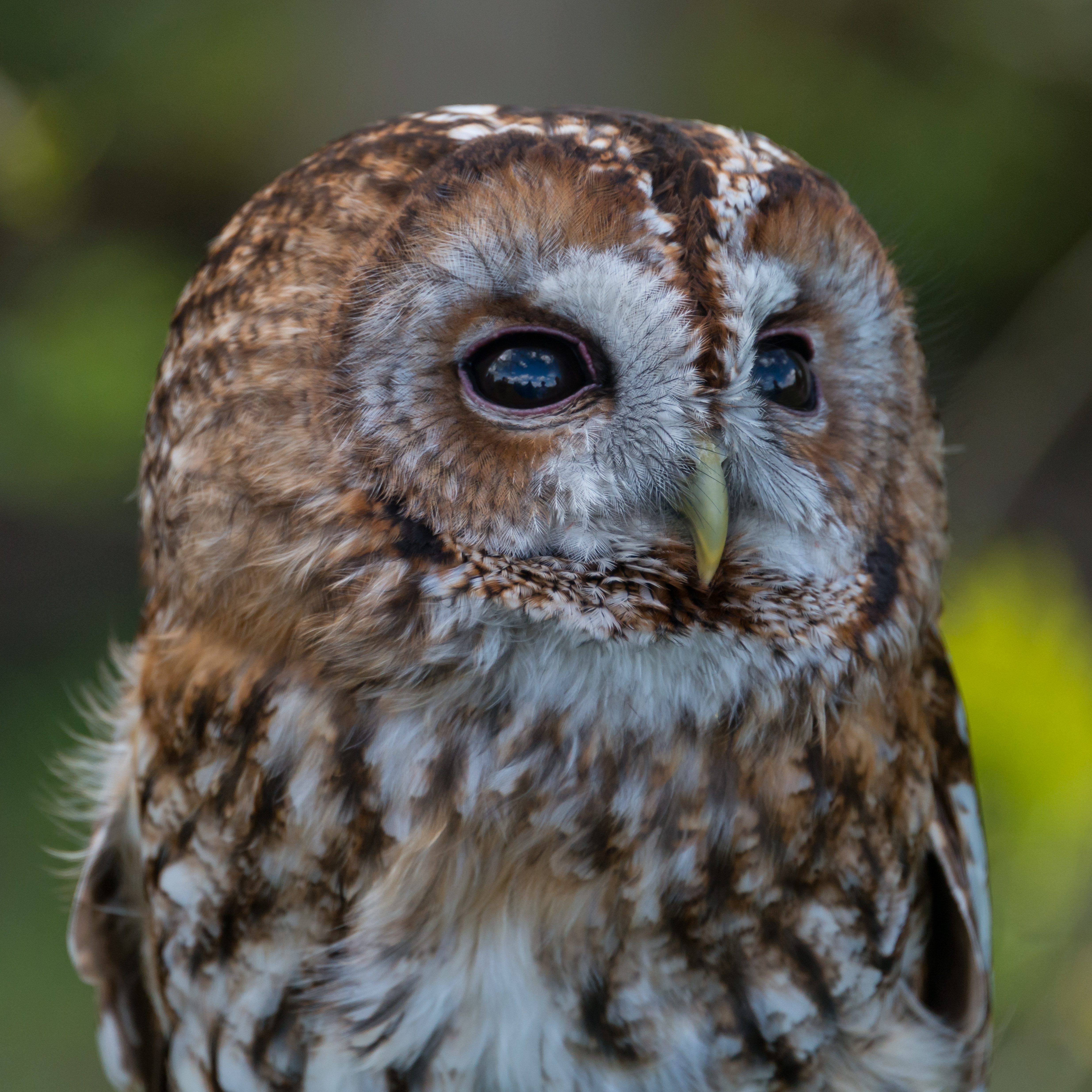 Tawny owl image (c) fotogenix www.fotosearch.co.uk