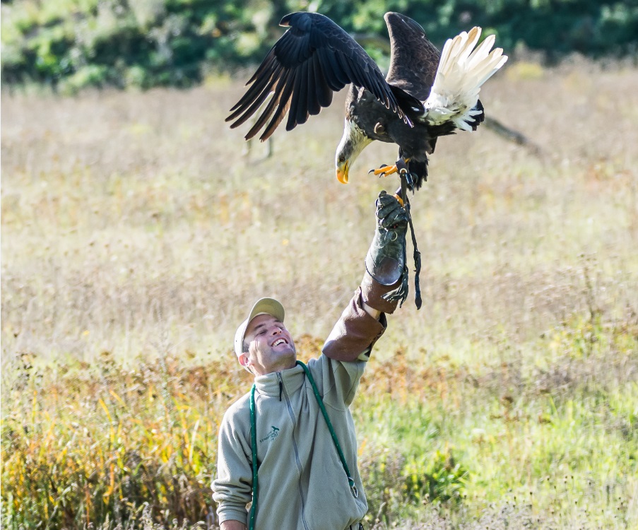 Cedric Robert working with a bald eagle