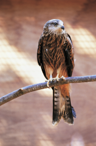 Image of a red kite perching on a branch