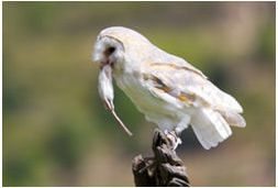 Image of a barn owl