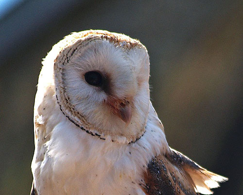 Barn Owl