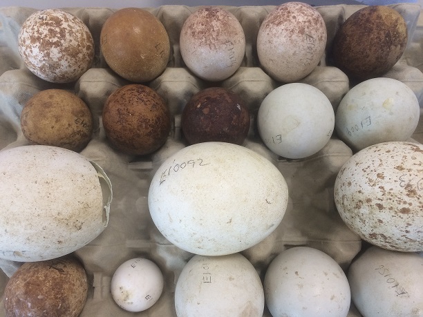 Collection of bird's eggs