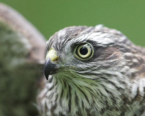 Sparrowhawk