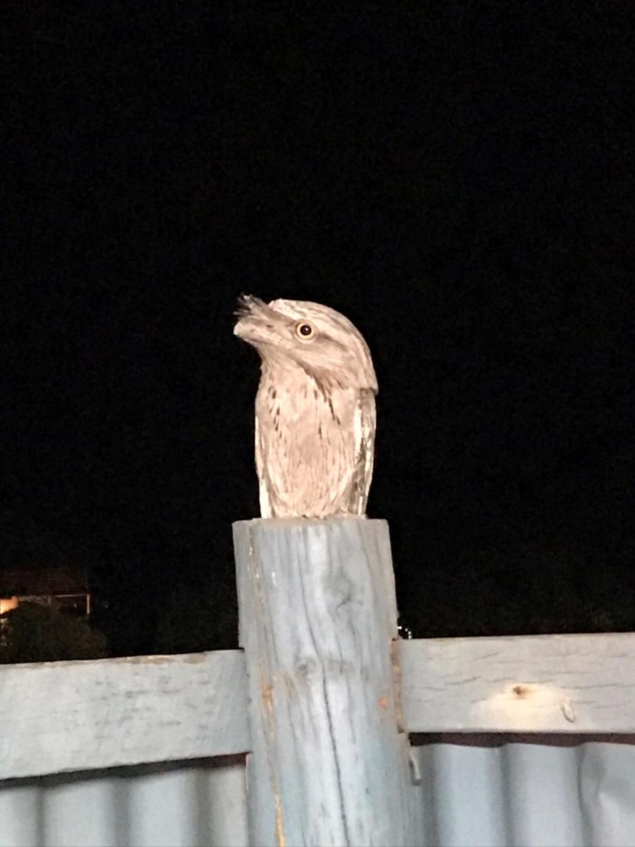 Tawny Frogmouth owl