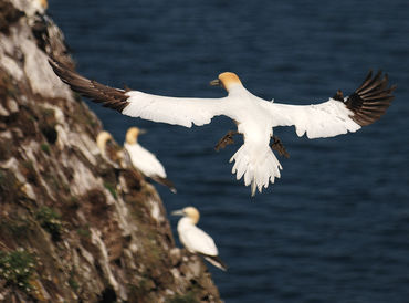 Gannets on Bass Rock