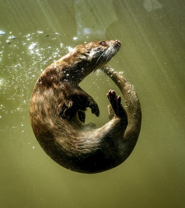 Otter