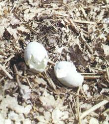 Historical image of hatched eggs 