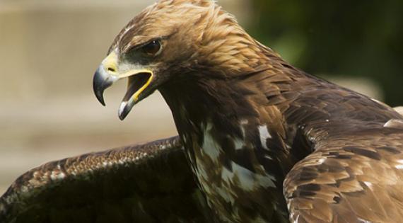 Golden eagle
