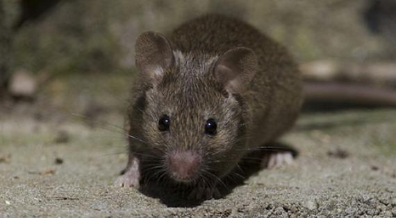 House mouse
