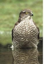 Image of a sparrowhawk