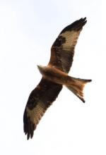 Image of a red kite soaring in the sky