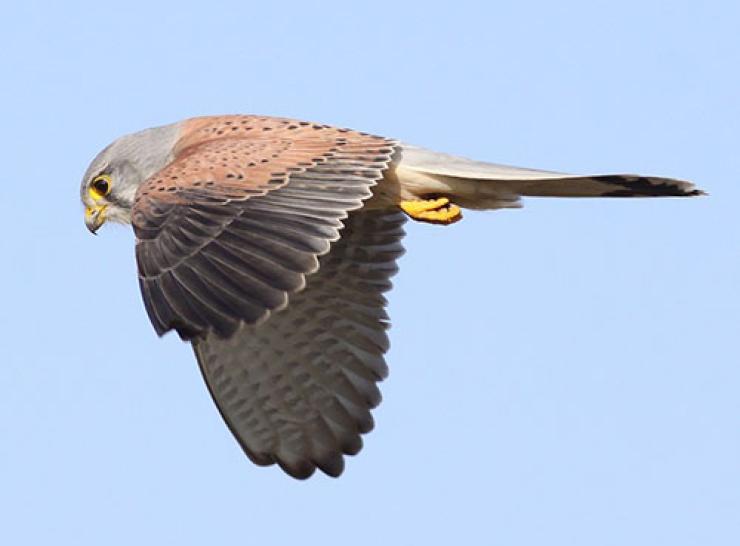 Kestrel