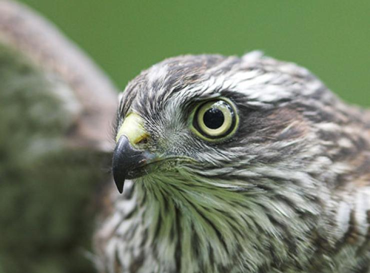 Sparrowhawk